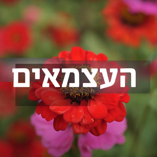 כאן 11 מבקרים בהדרים 8